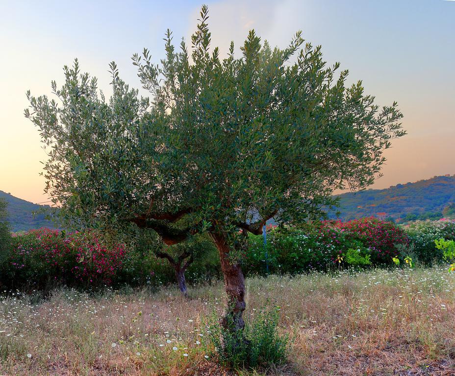 B&B Cilentum Agropoli Exteriér fotografie